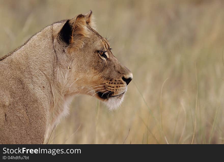 Staring Lioness isolated from background