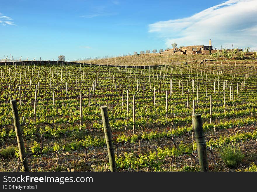 Vineyard in Cap de Creus