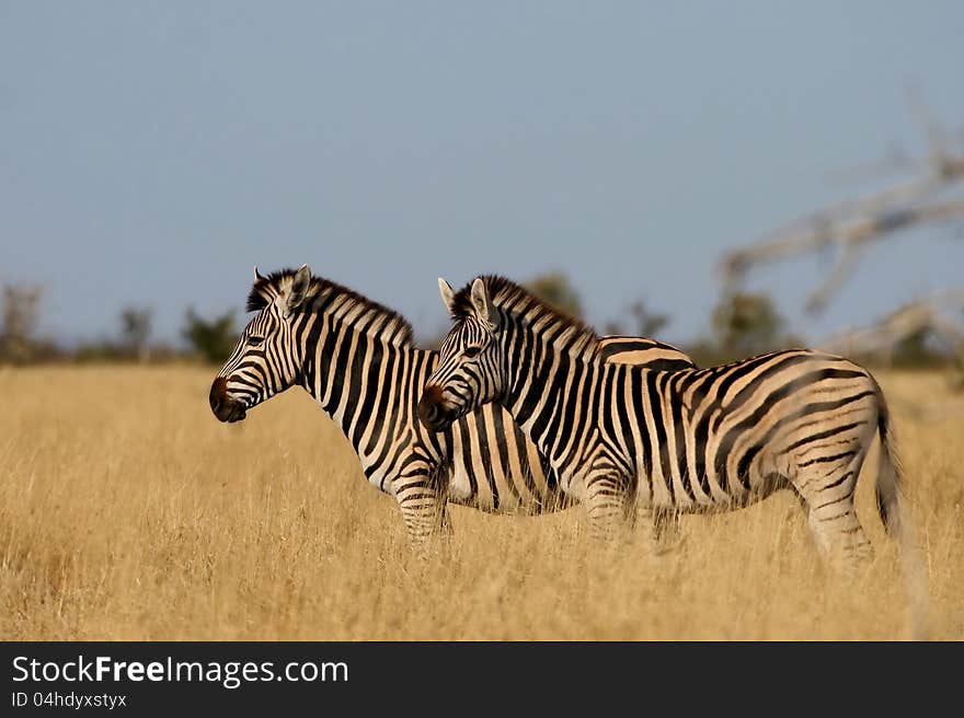 Two Burchell's Zebras standing in grass isolated. Two Burchell's Zebras standing in grass isolated