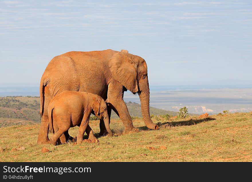 Baby elephant with mom walking on top of a hill. Baby elephant with mom walking on top of a hill