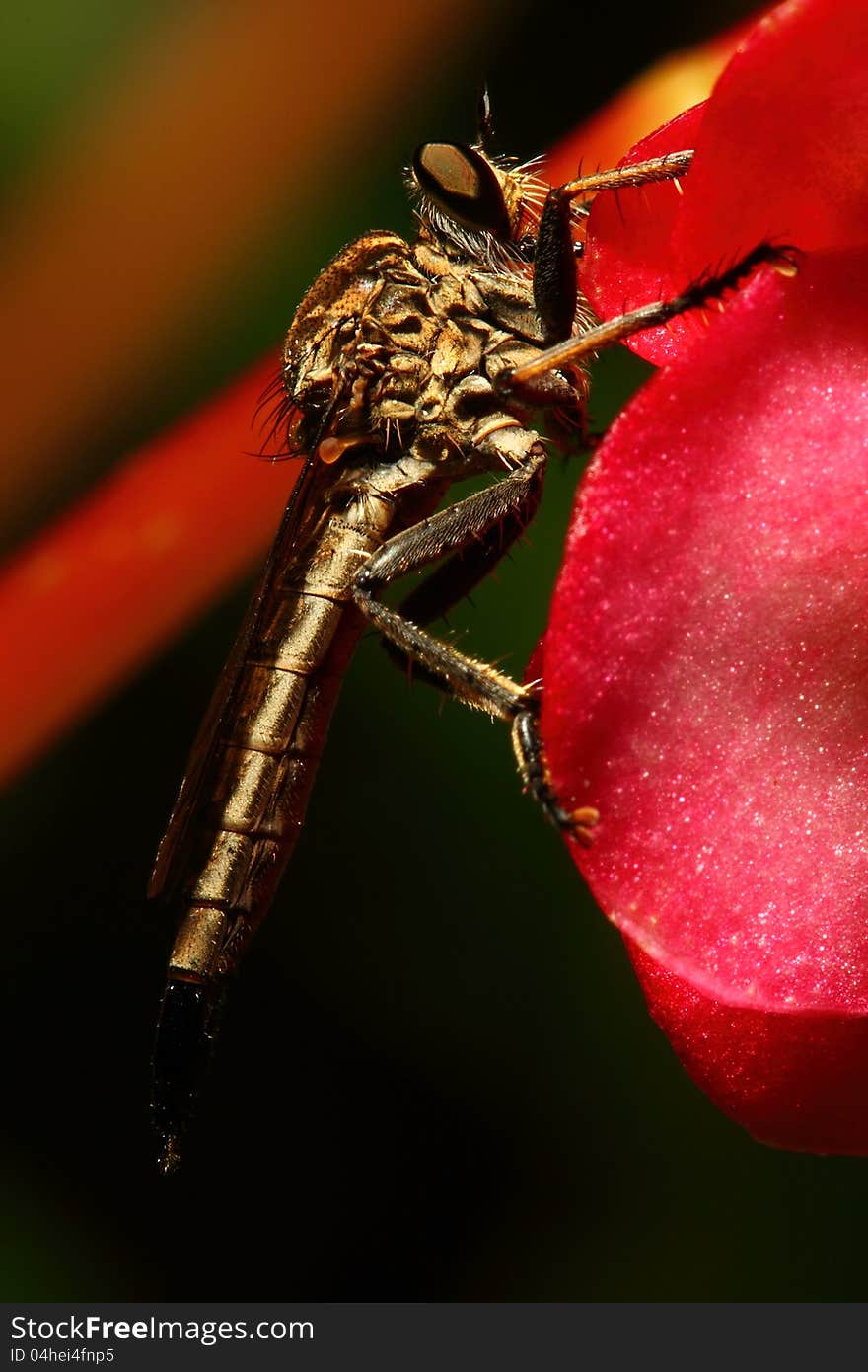 Robberfly