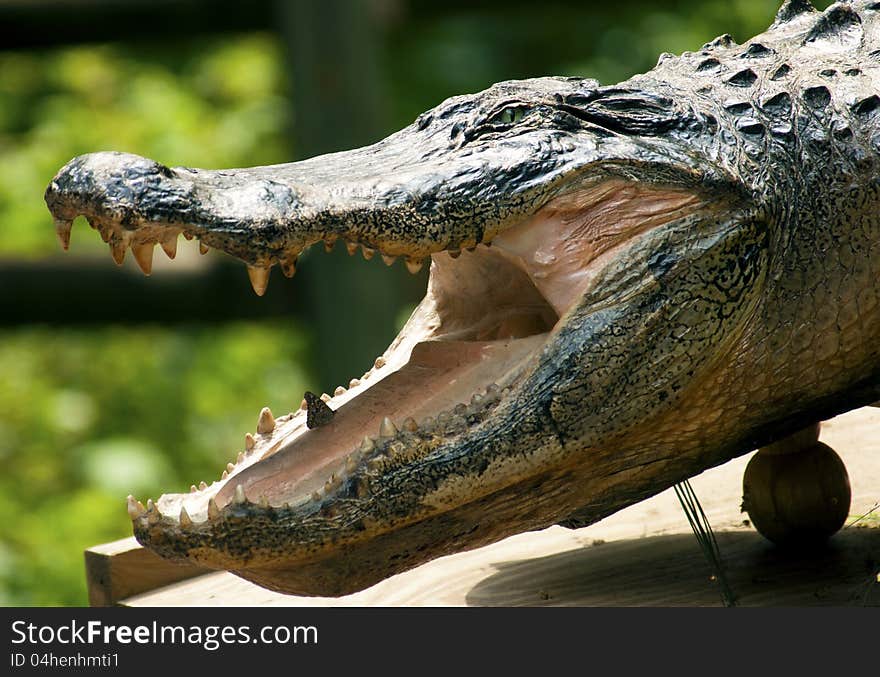 Stuffed Crocodile On Display