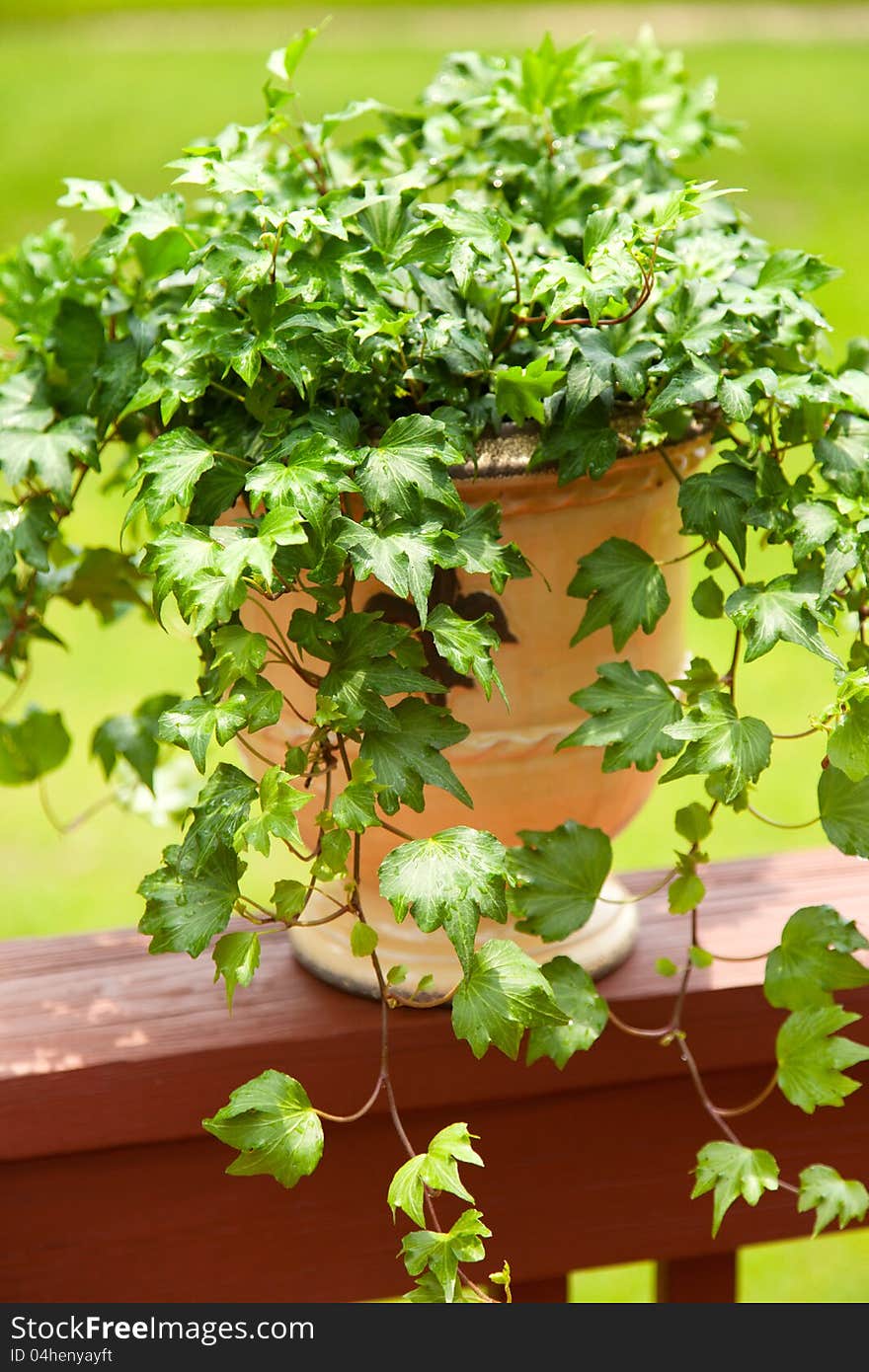 Long flowing English Ivy plant in beautiful aged planter. Long flowing English Ivy plant in beautiful aged planter