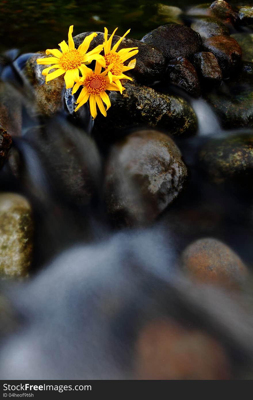 Stream and Chrysanthemums