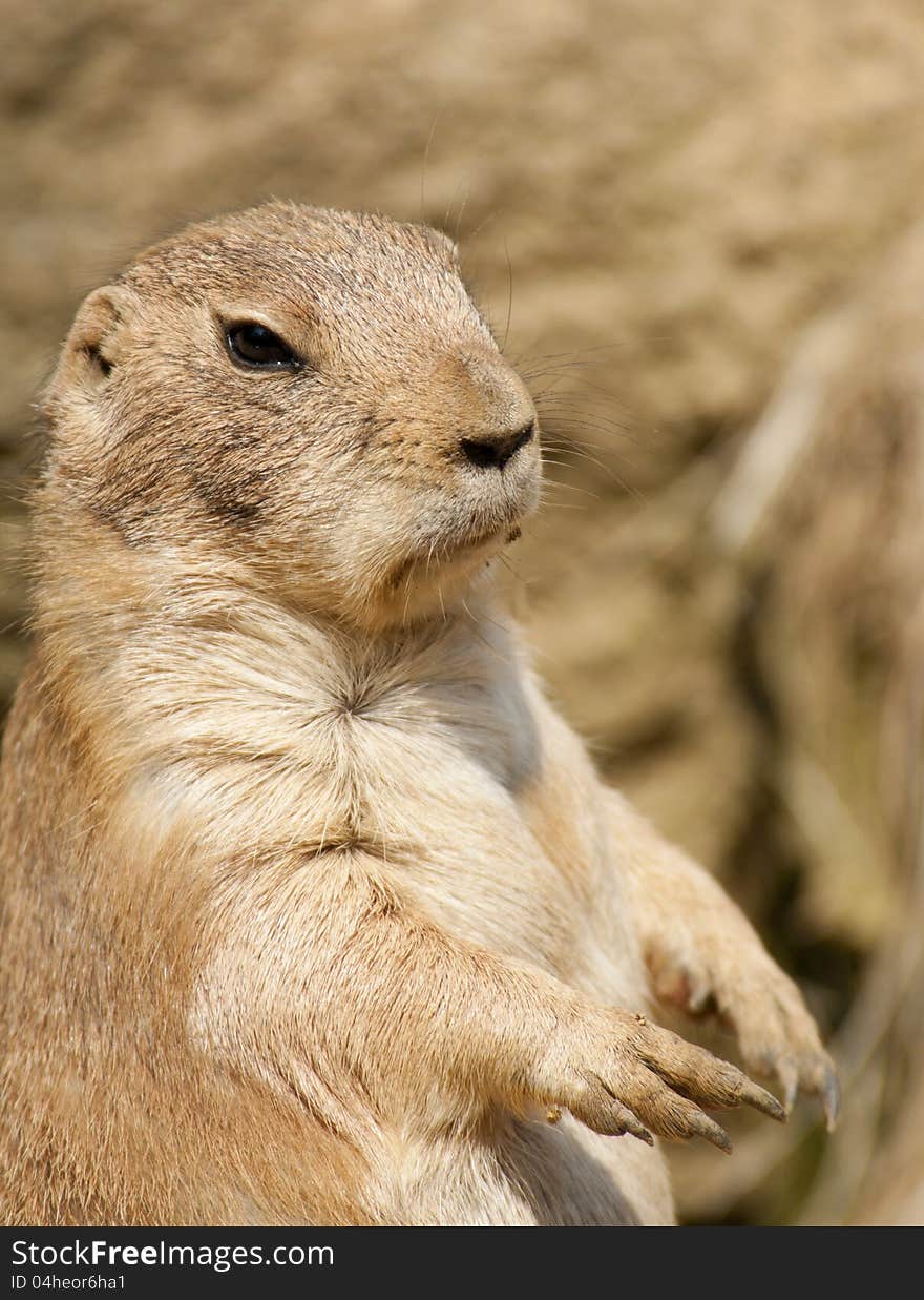 Prairie dog standing on hind legs