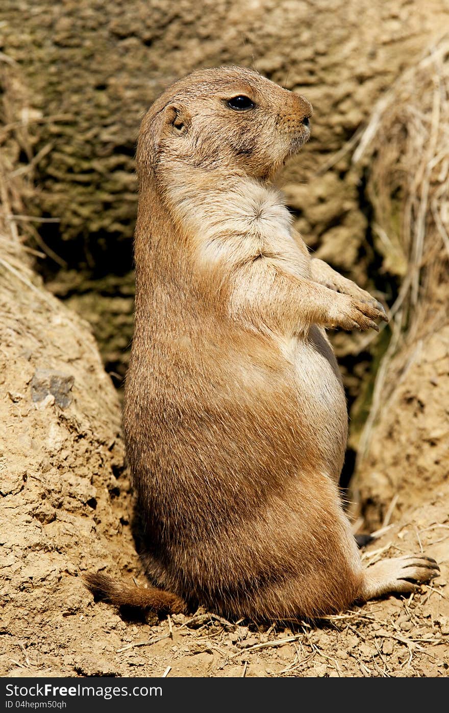 Prairie dog standing on hind legs