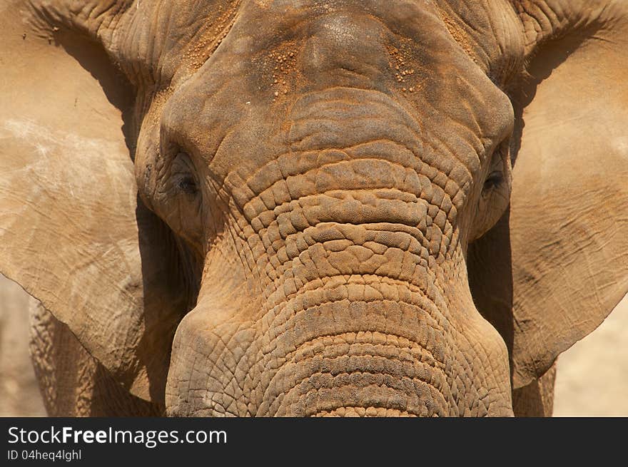 Close up image of an elephant head and ears.