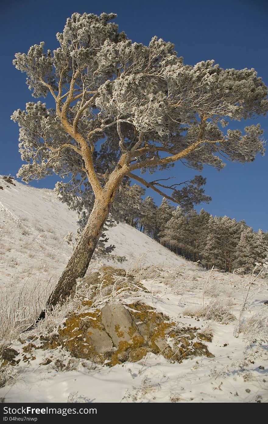 A lonely tree in snow on a rock. A lonely tree in snow on a rock.