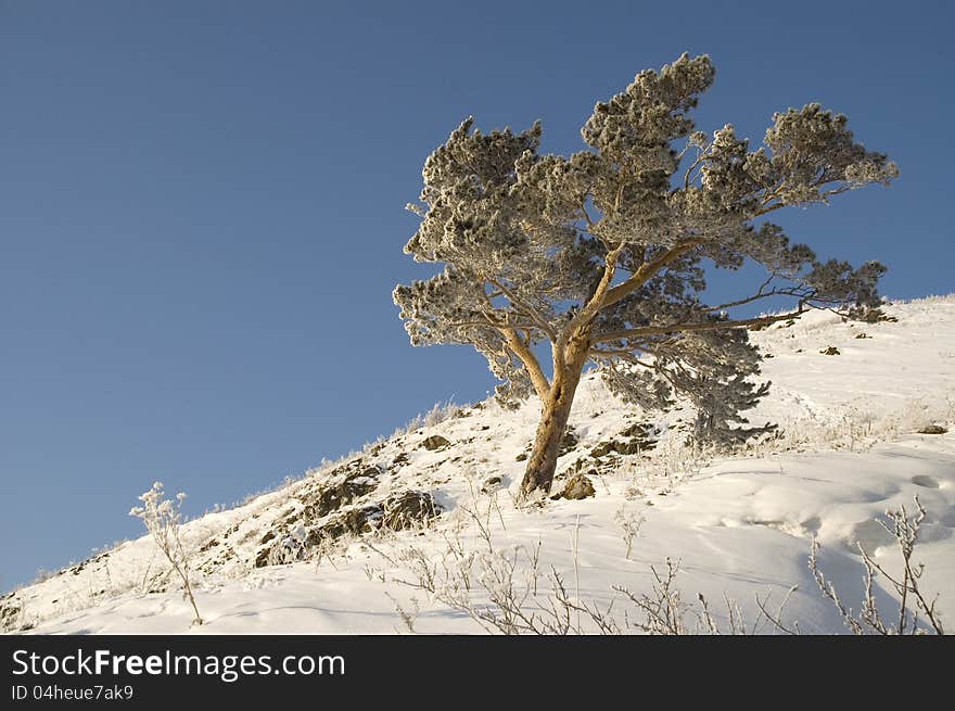 A lonely tree in snow on a rock. A lonely tree in snow on a rock.