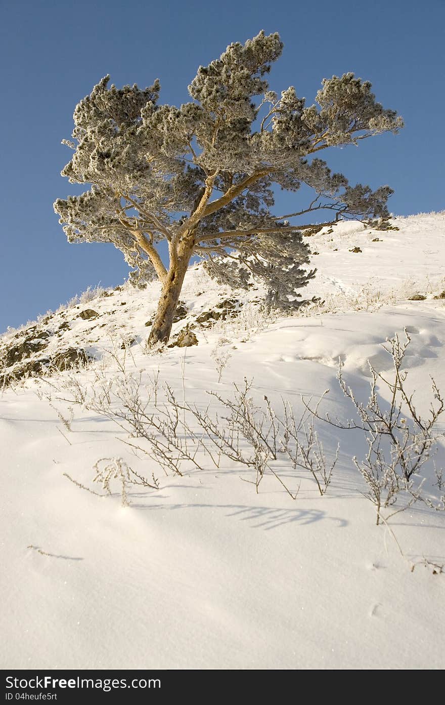 A lonely tree in snow on a rock. A lonely tree in snow on a rock.