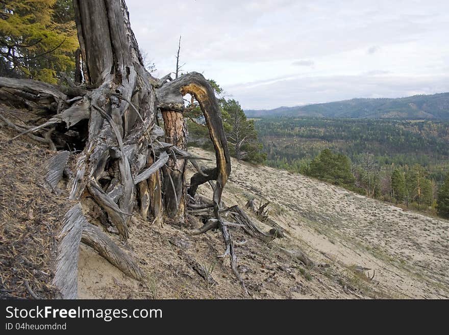 Roots of a dry tree on a background of a mountain wood. Roots of a dry tree on a background of a mountain wood.