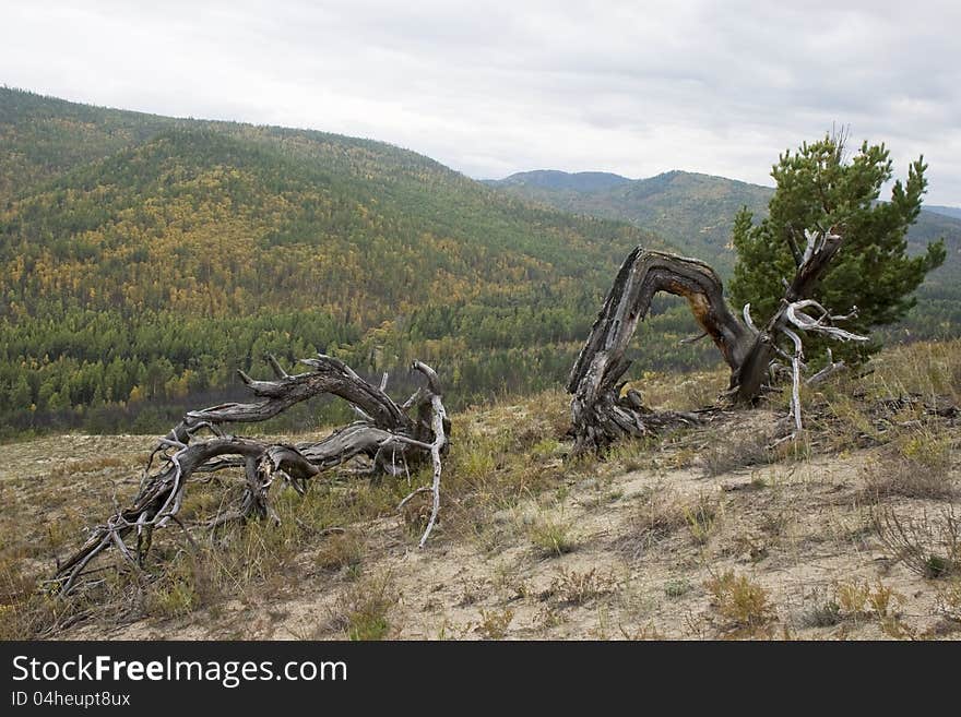 The dry fallen trees.