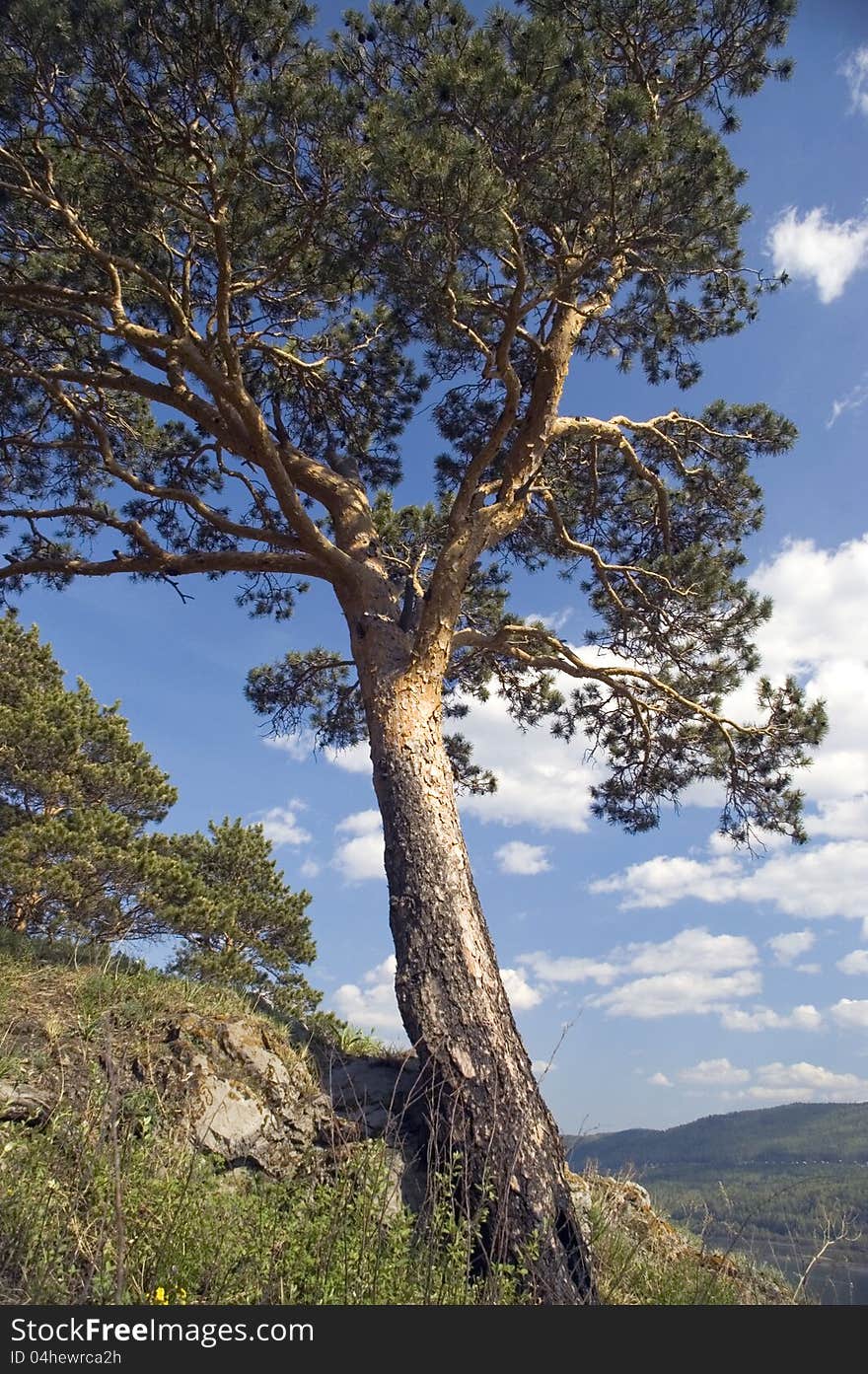 Pine on a background of the light-blue sky. Pine on a background of the light-blue sky.