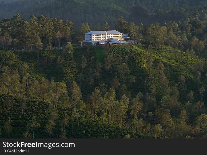 Tea plantation and tea factory in the early morning