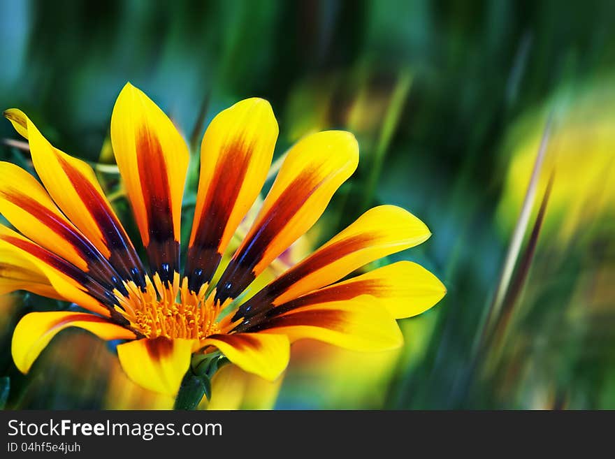 Flower background