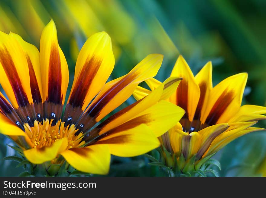 Flower Background