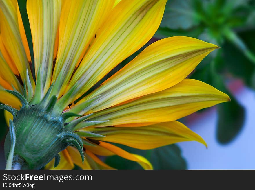 Flower background