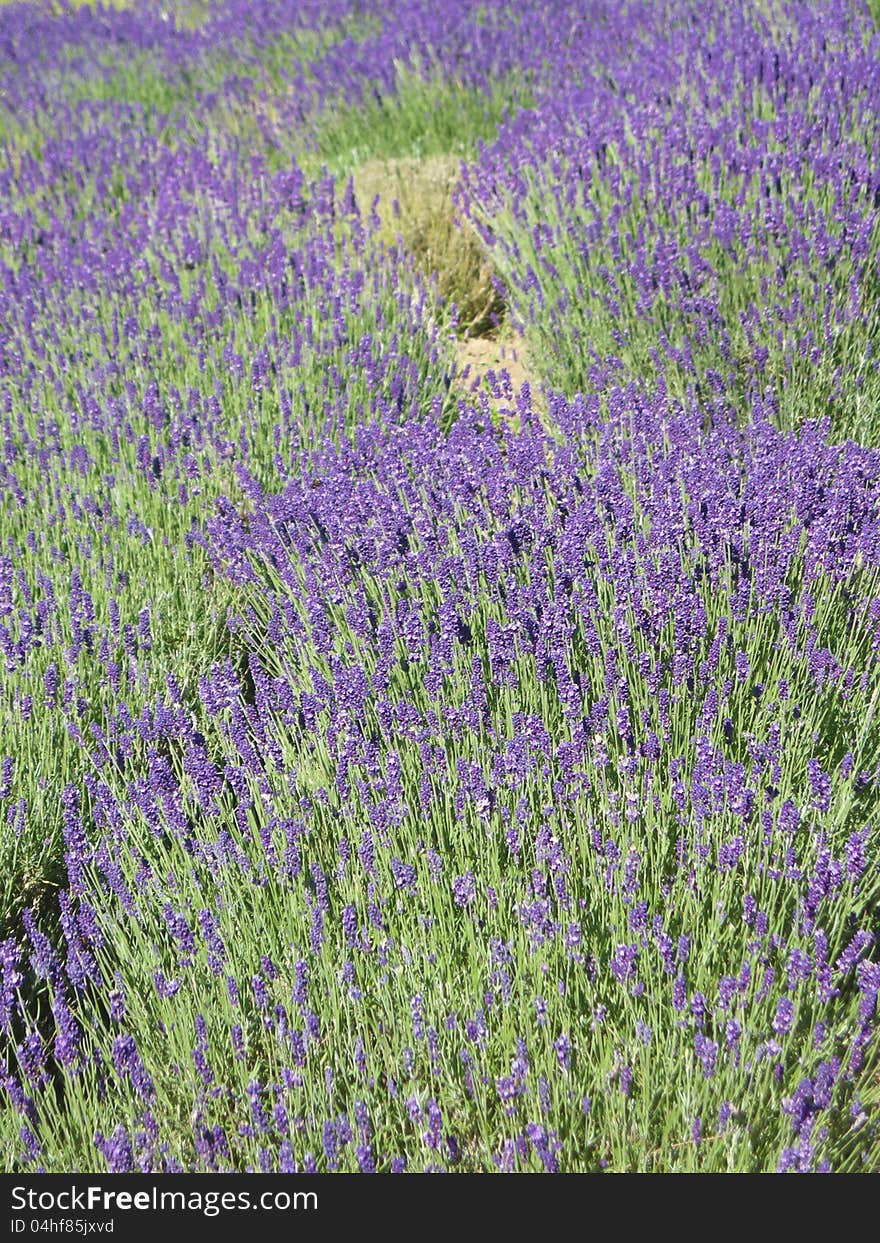 Lavender field