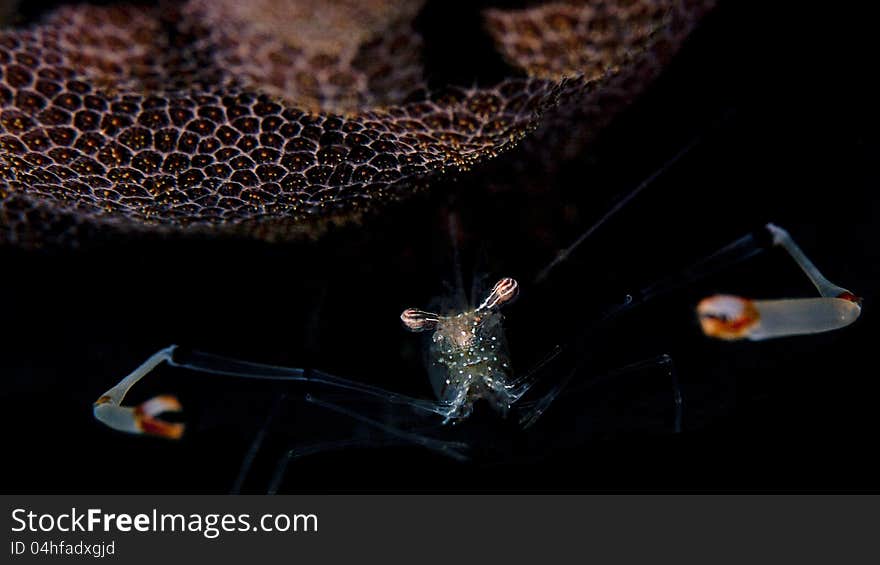 Shrimp Underwater