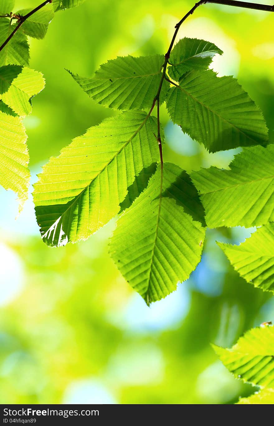 Beautiful, harmonious forest detail, with hornbeam leaves