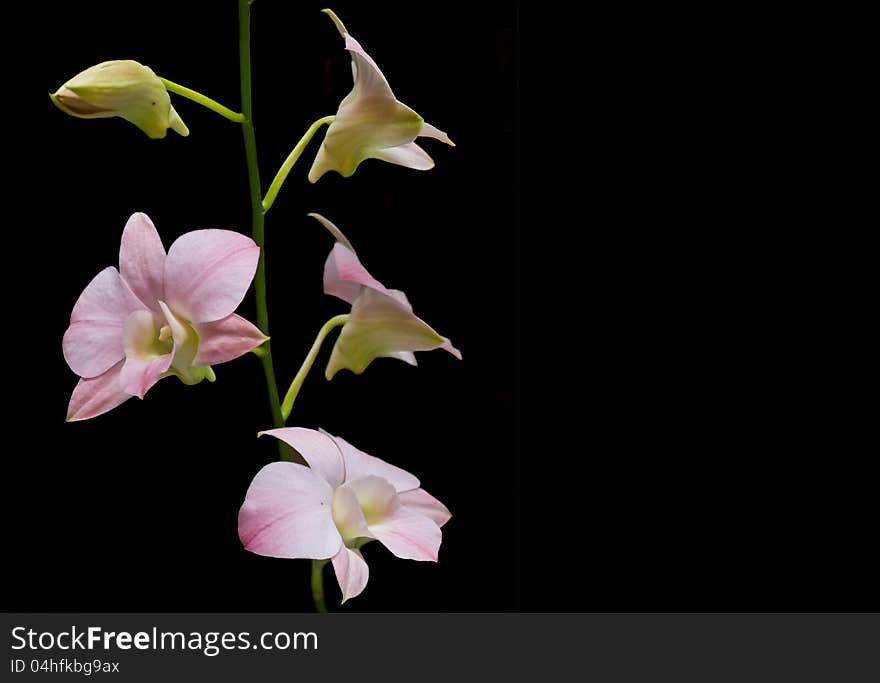 Orchid On Black Background