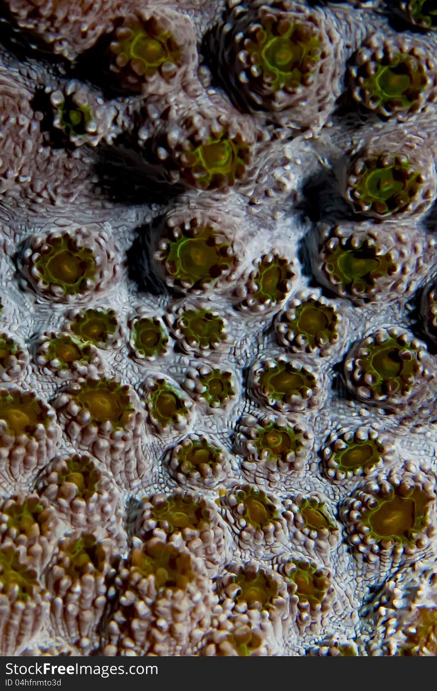 Texture and pattern details of coral