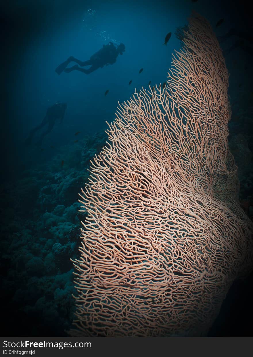 Gorgonion Coral