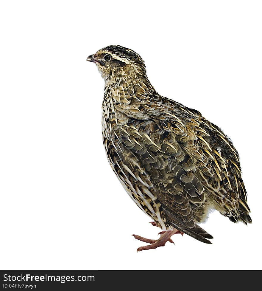 Adult grey quail of japanese strain. Adult grey quail of japanese strain