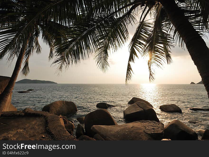 Black silhouette of a coconut tree on the beach. Black silhouette of a coconut tree on the beach