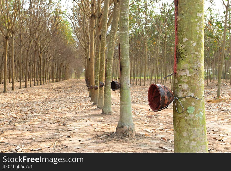 Rubber trees with the empty cups