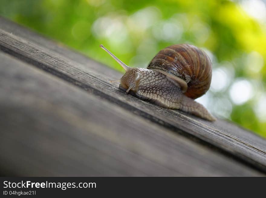 Snail on Wooden Plank