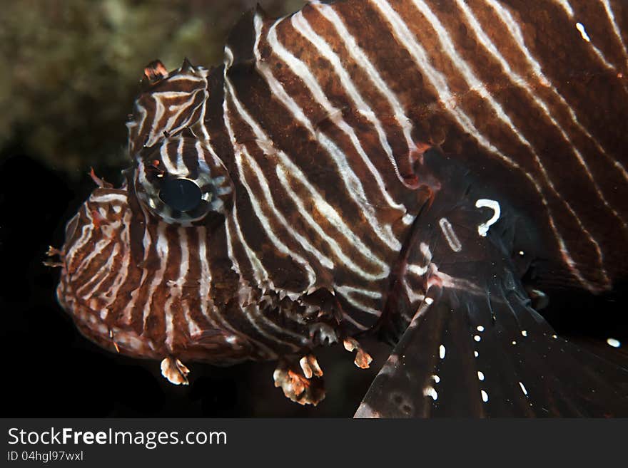 Common lionfish