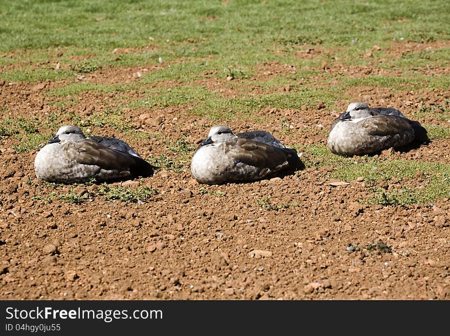 Brown ducks rest in the sun