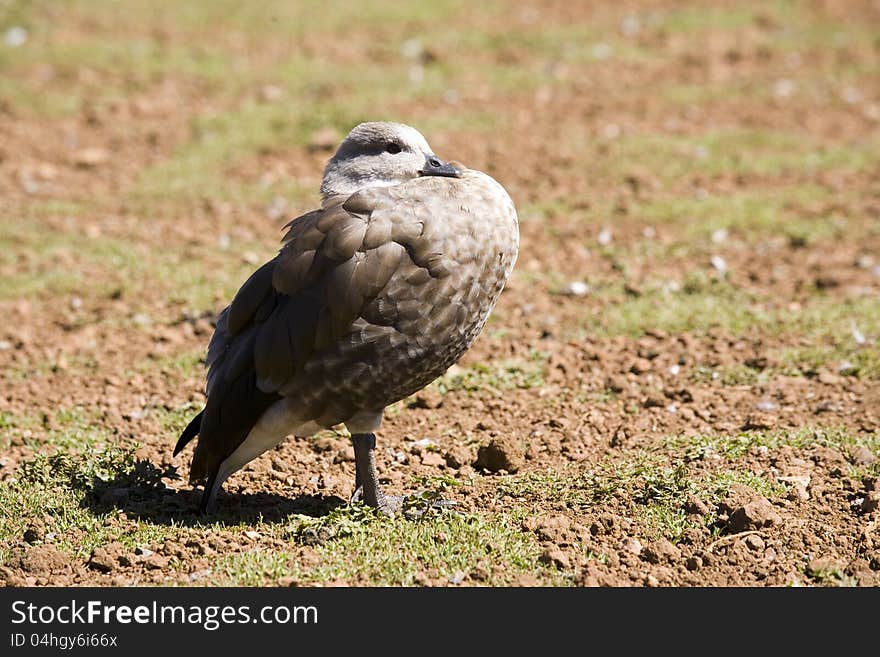 Brown duck rest in the sun