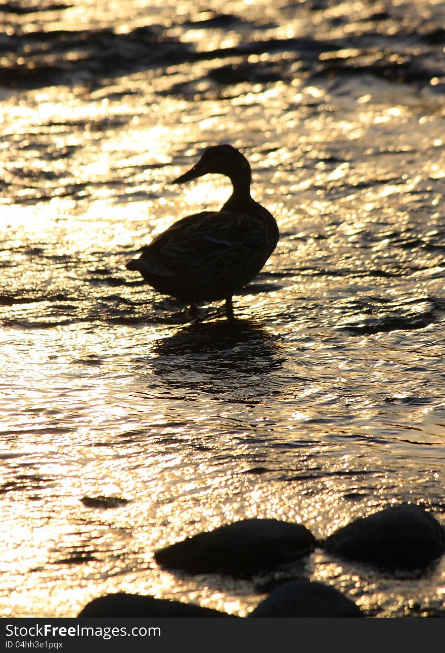 Duck sitting in water in the setting sun. Duck sitting in water in the setting sun