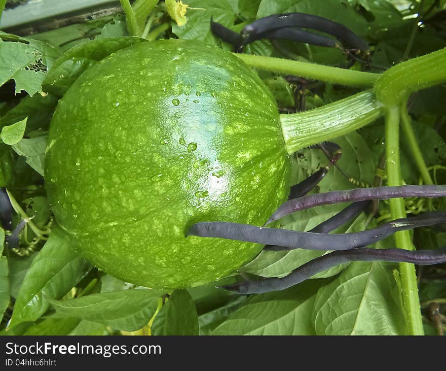 Unripe pumpkin after rain