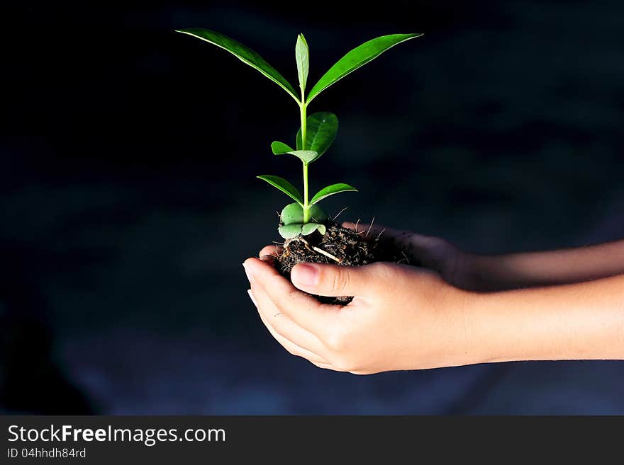 Seedling in the hand of a girl. Seedling in the hand of a girl