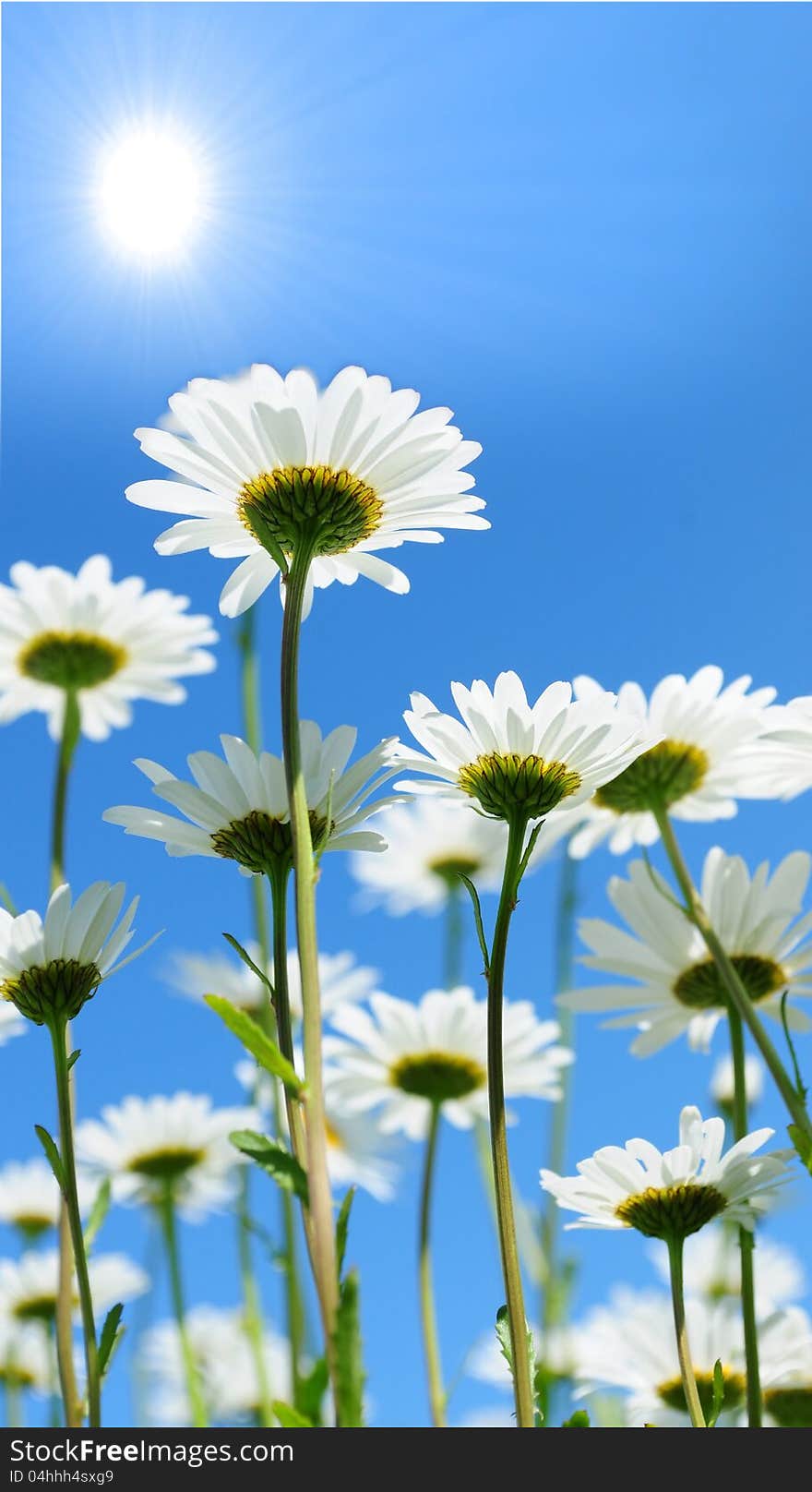 White marguerite flower with blue sky