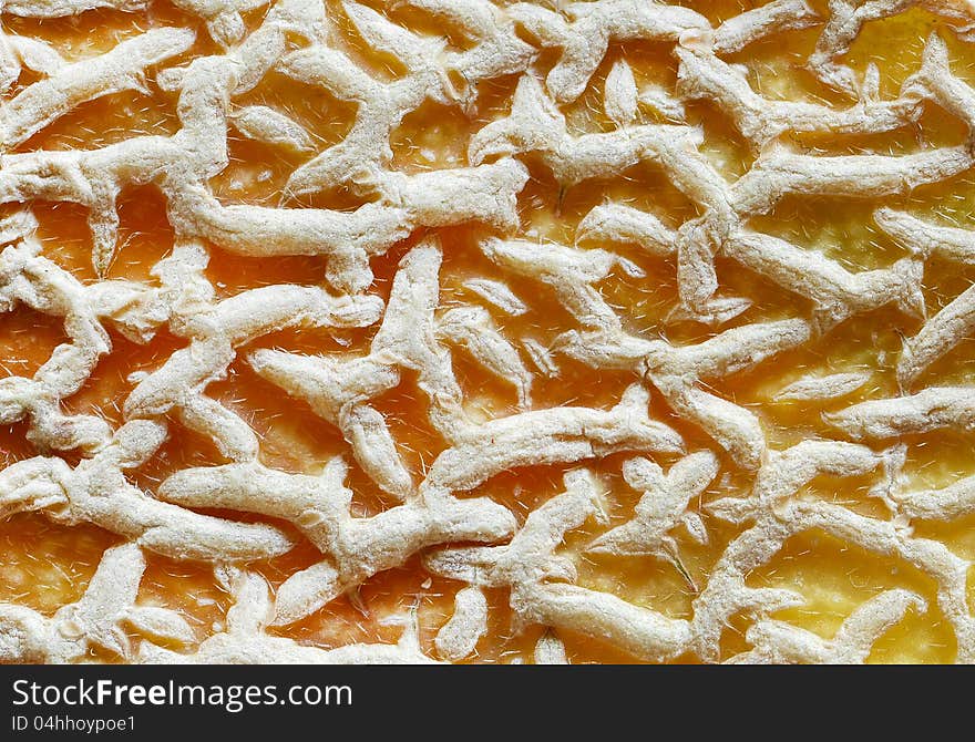 Extreme close-up of cantaloupe skin texture