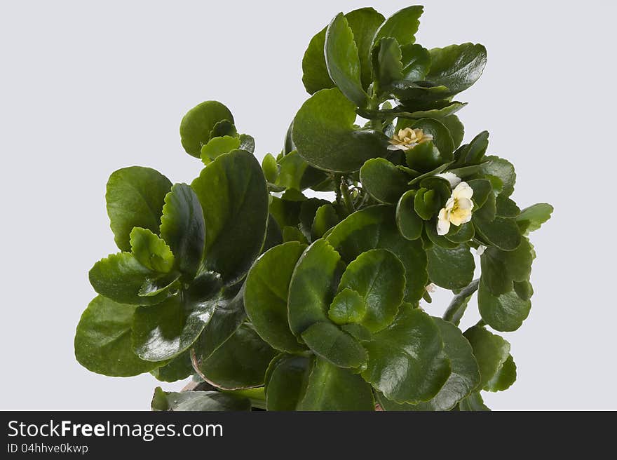 Kalanchoe