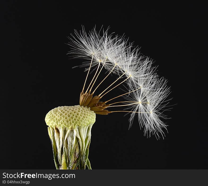 Close-up of dandelion seed head