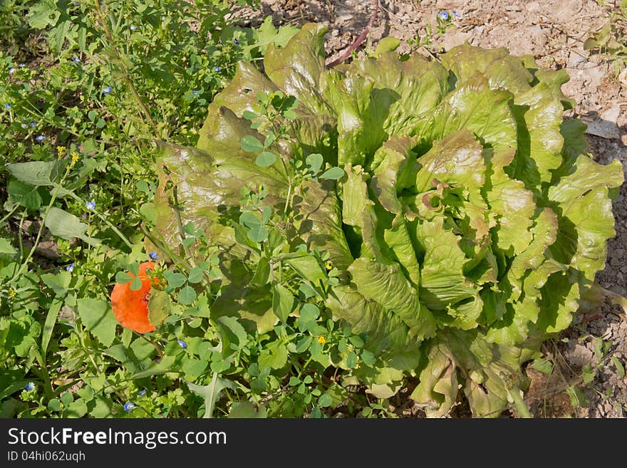 Organic lettuce growing in the ground surrounded by flowers