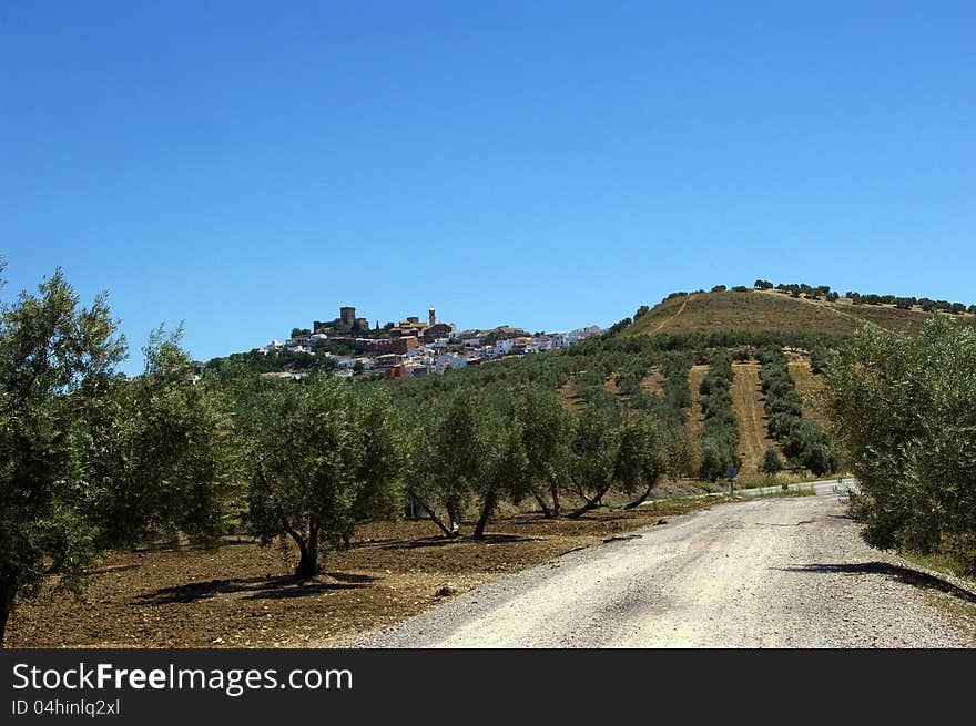 Andalusia, Spain: Fields of Olive Groves and castle on the hill. Andalusia, Spain: Fields of Olive Groves and castle on the hill.