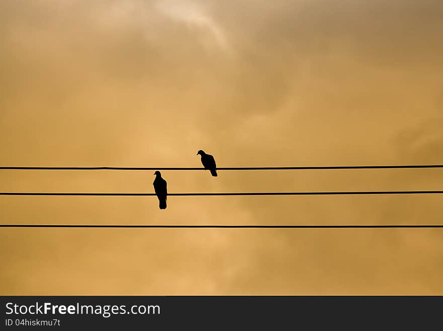 Birds and sky