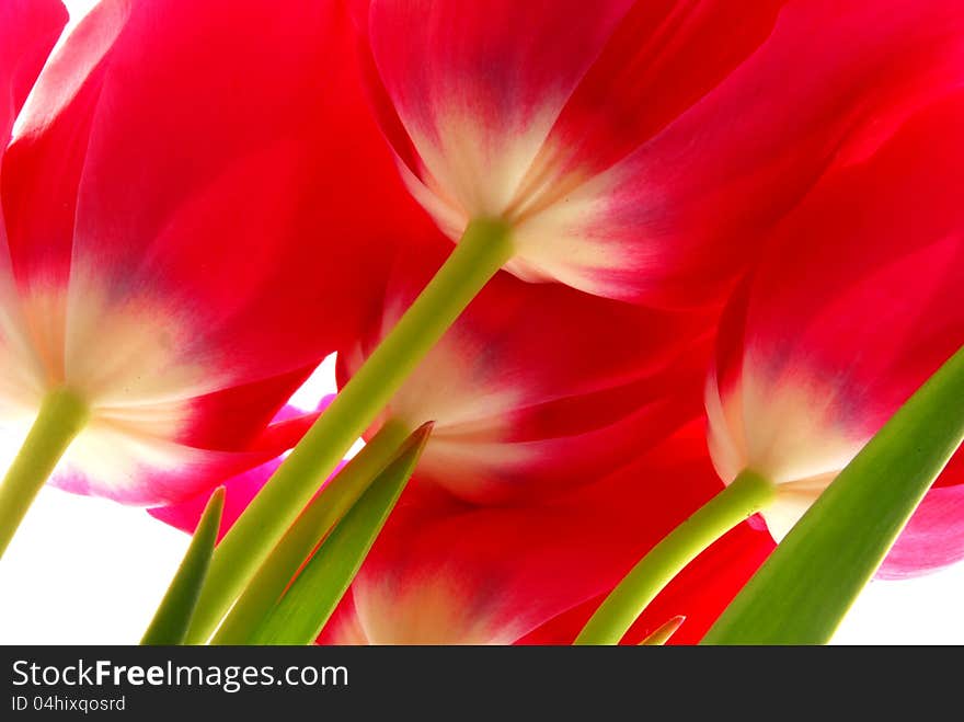 Close up image of red tulips