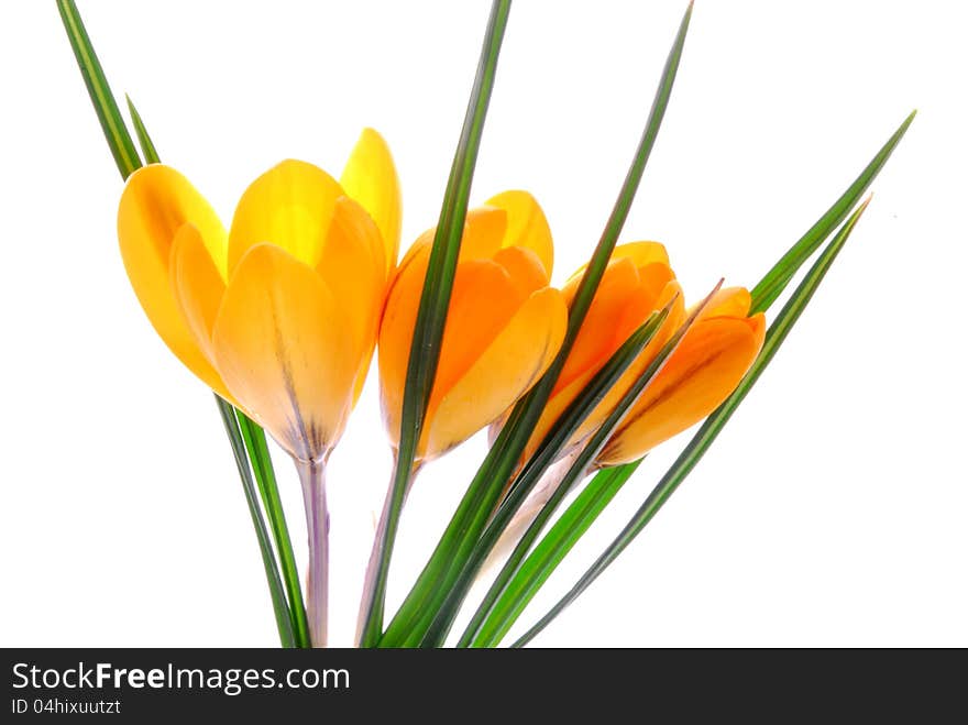 Yellow crocus flowers with white background