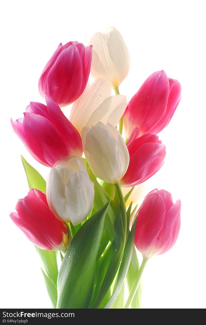 Close up image of red and white tulips