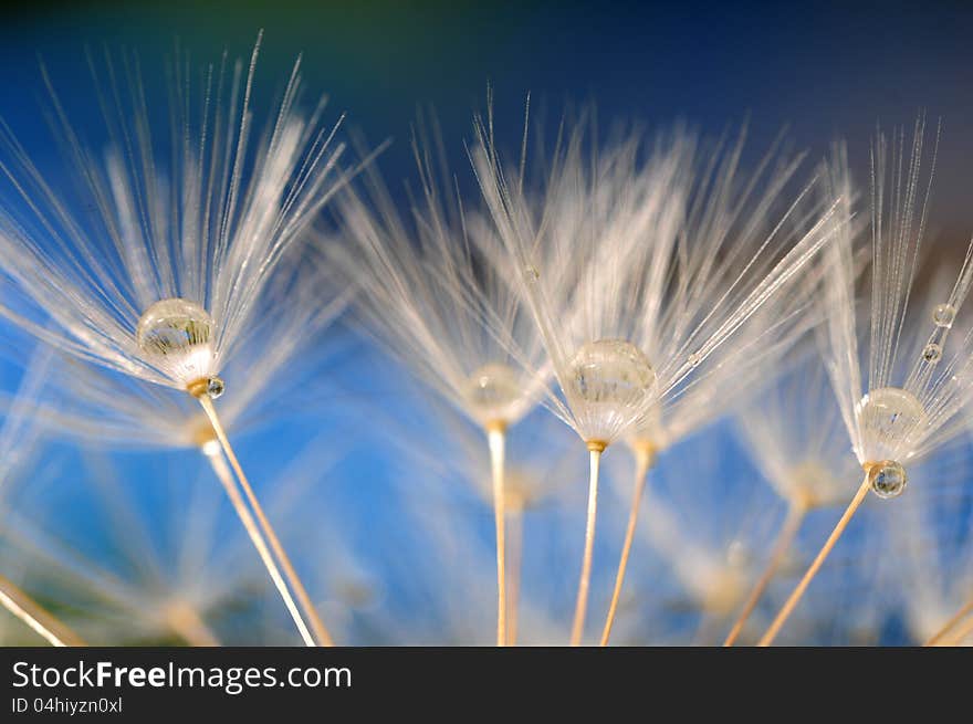 Water drop on dandelion seeds