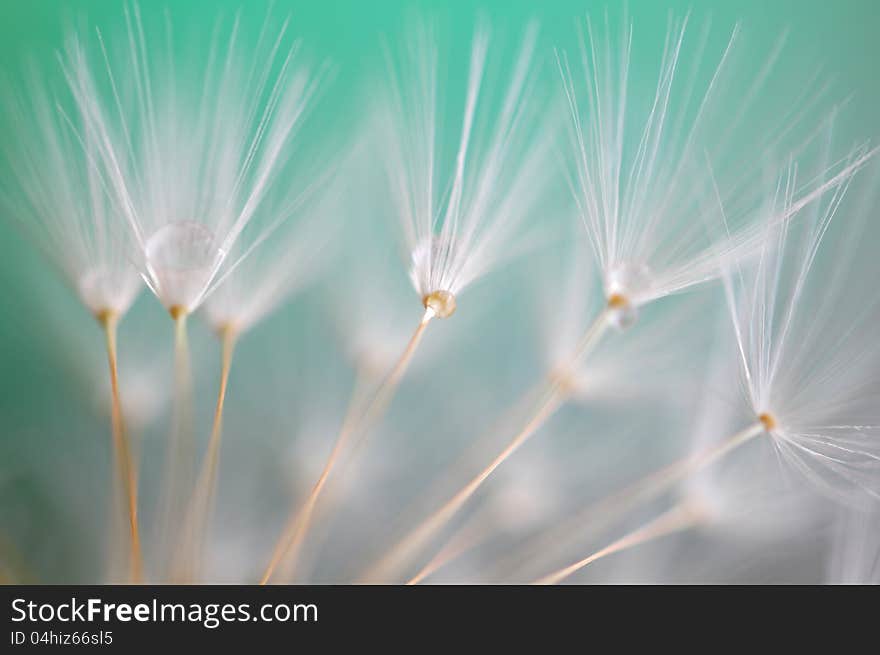 Water drop on dandelion seeds