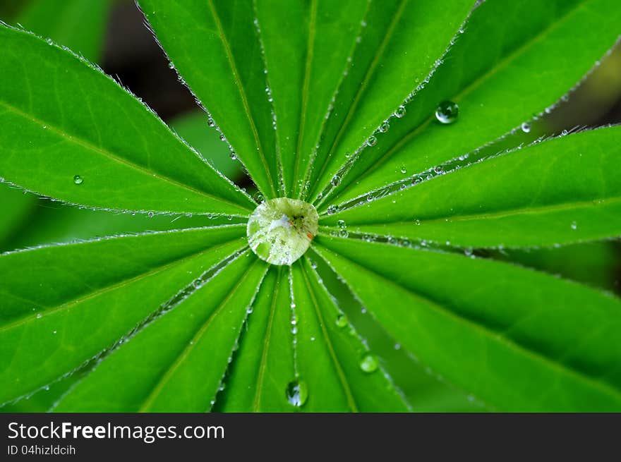 Water drops on green leaf